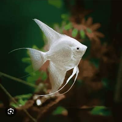 white Angle and two glass fish