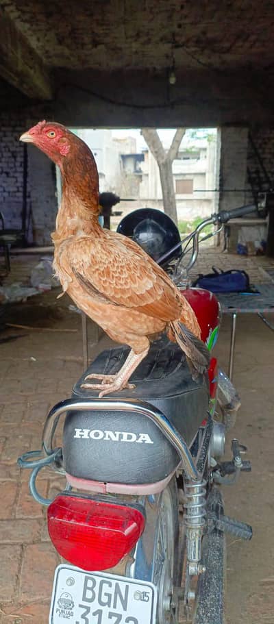 HIGH QUALITY LAKHI MADI