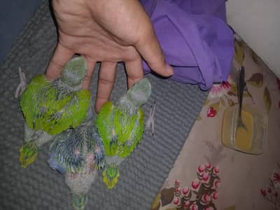 RINGNECK HOME BREAD CHICK BIG SIZE AVAILABLE FOR REASONABLE PRICE