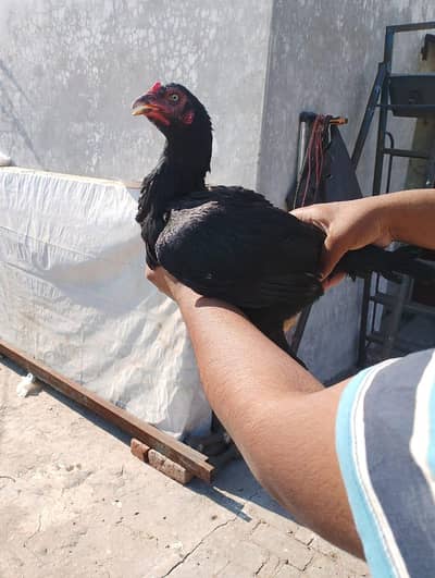 aseel thai cross thai female buy now !