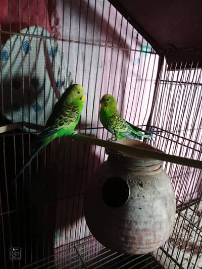 breeder pair