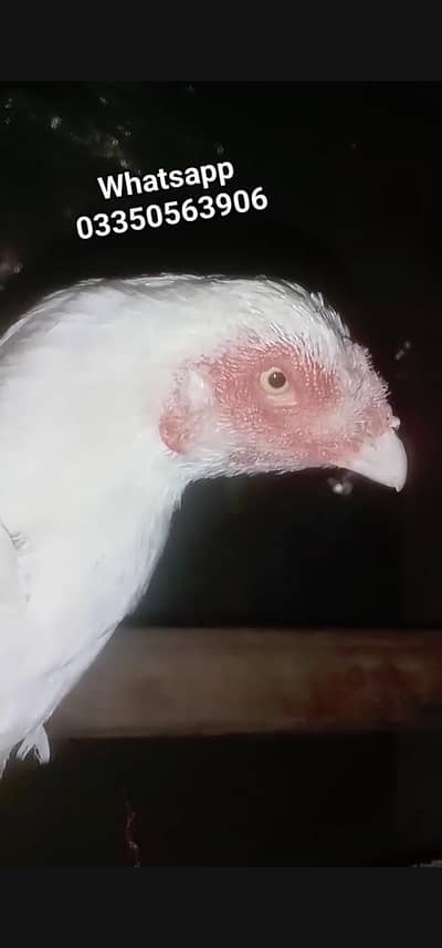 Heera Paperwhite Madii