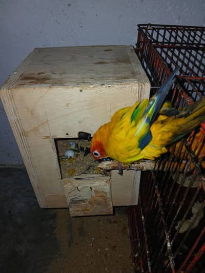 Sun Conur for Sale