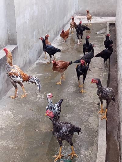 Aseel Females for Sale