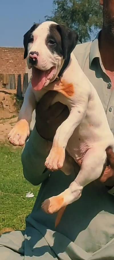 bully male for sale 45 desh available