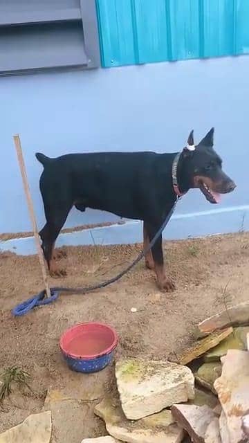 Improved american Doberman Dog for sale