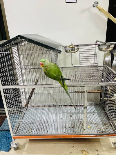 Beautiful Raw Parrot for Sale