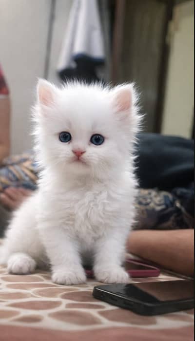 Persian Doll Face & Punch Face Kittens Available – Male & Female