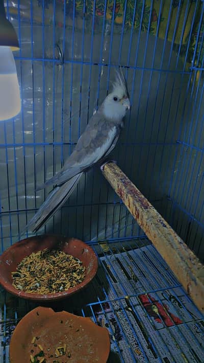 cocktail parrot for sell