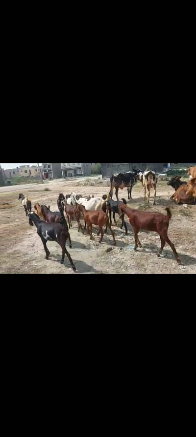  10 Goats for Sale 10 healthy goats available for sale. All goats a