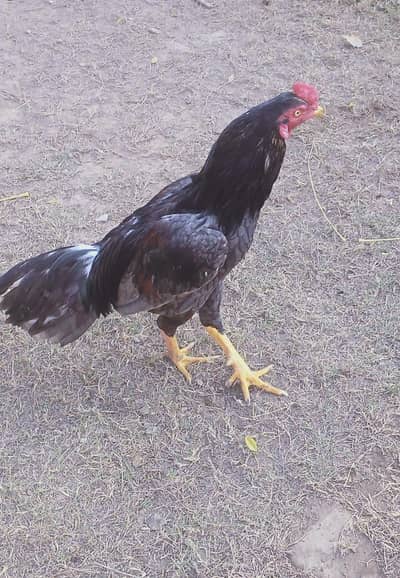 2 Aseel Murgha , 2 Murghi , 4 Phate