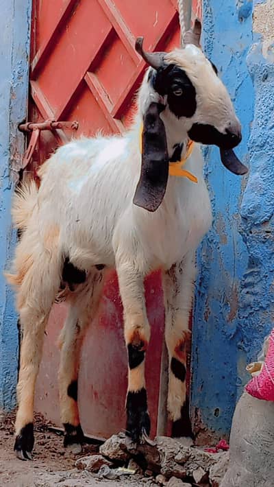 2 dant i bakra urgent sale