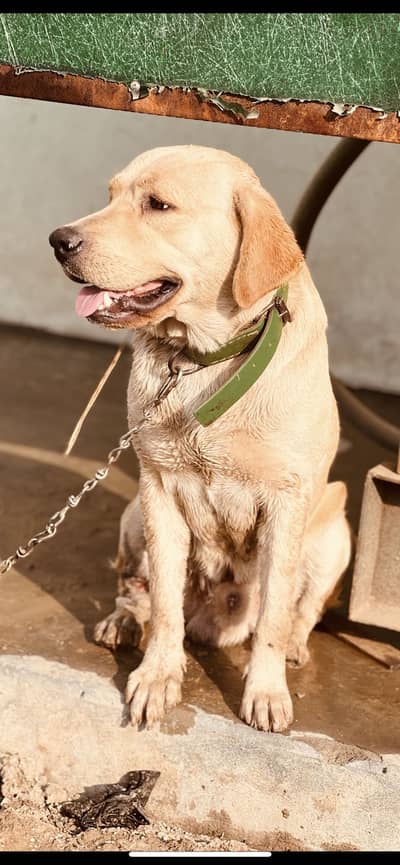 American Labrador Male Cut Tail Dog Age 18 Month Best For Security