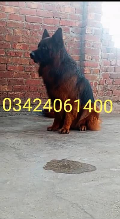 import quality 100+ stud male only for meeting