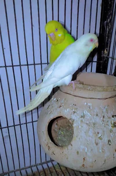 Red-eye 1000000%  Breeder Pair with 3 Chicks