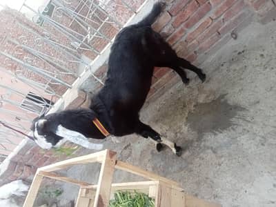 1 health and active bkra