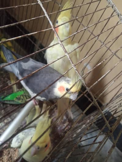 cocktail and Australian