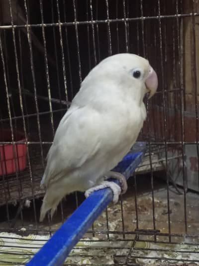 1 Lovebirds Albino Red Eye Split Male