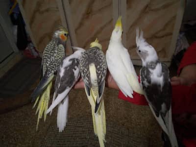 COCKTAIL,COCTEIL,HAND TAME BIRD CREAM, PEARL PEID,ENO PEID TAMED