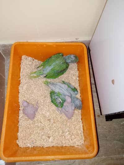 cocktail,ringneck,pahari