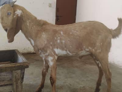 Makhi Cheena Bakra (03286504610)