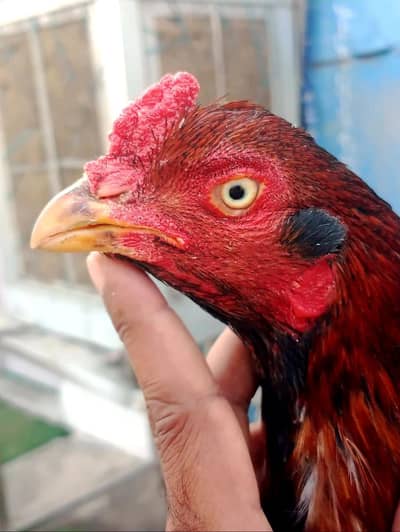 High quality breeder with long tail