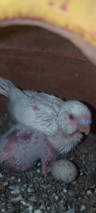 love birds breeder pairs with eggs