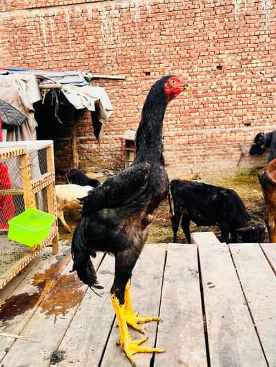 black king shamo breed of hopeland