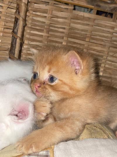 Persian tripple coated kittens for sale