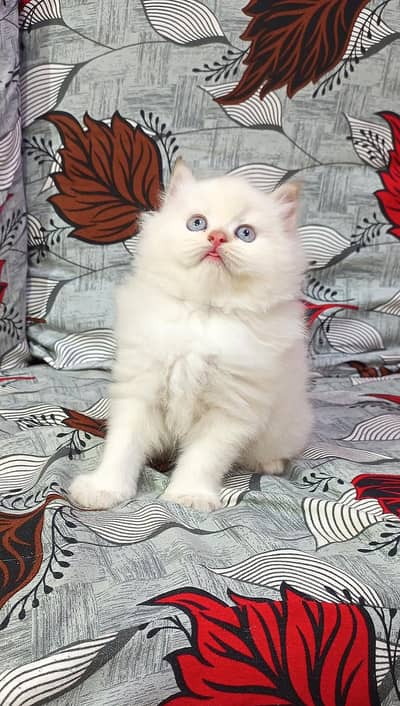 bhalo kitten high quality Mashalllah