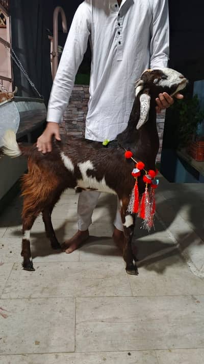 Totta puri Bakray andu