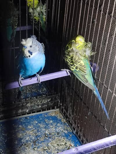 hogoromo breeder pair