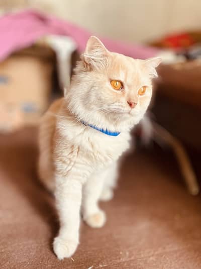 Brown cat available male