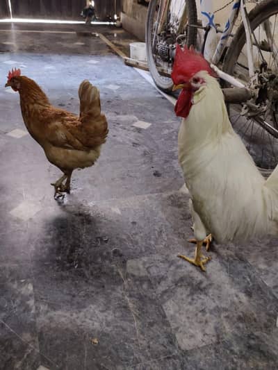 2 Murgiyan h 2no Ando Par h Or Ik Farmi Murga h 3no ghr ki kharab pr h