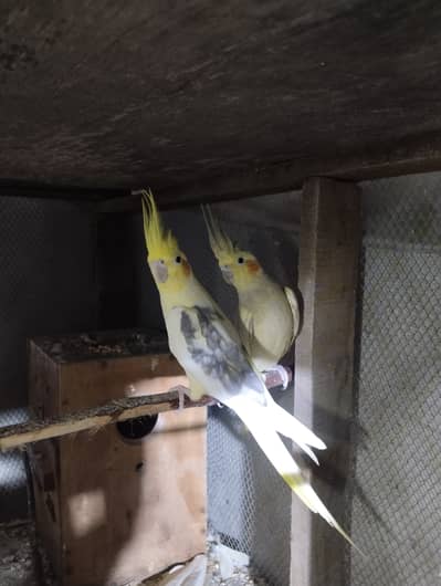 Cocktail pair for sale confirm breeder pair
