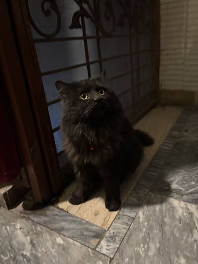 Black persian Cat