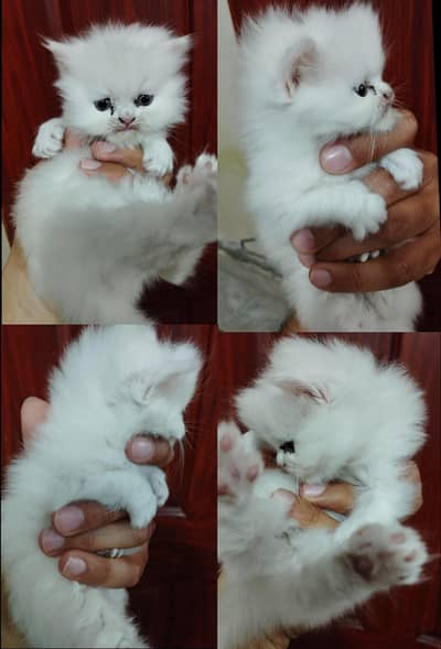 Excellent Quality Persian Kitten for Sale
