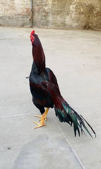 peur aseel murga Mianwali breed