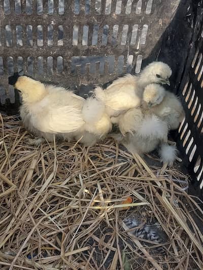 top quality silkie chiks