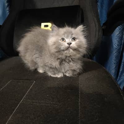 British Longhair kitten, (both parents are British shorthair)