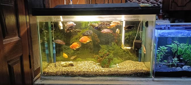 3ft Aquarium with african chichlets