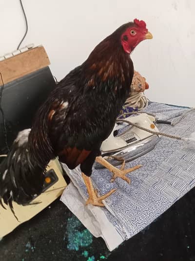aseel mianwali rooster