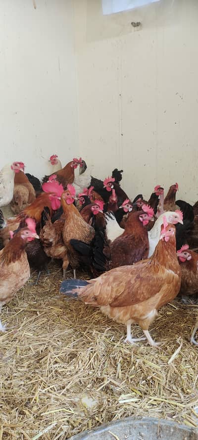 golden misri/Desi hens