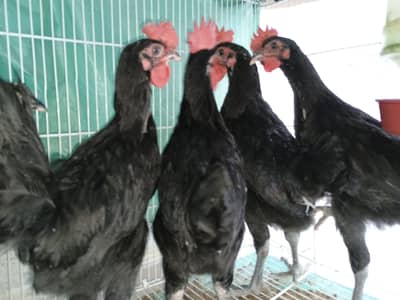 Australorp Chicken Available Total 5 Pieces