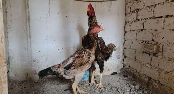 Thai cross breader pairs and chicks