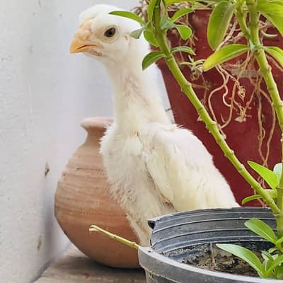 Top Quality White King O Shamo Chicks for Sale & Fancy Chicks for Sale