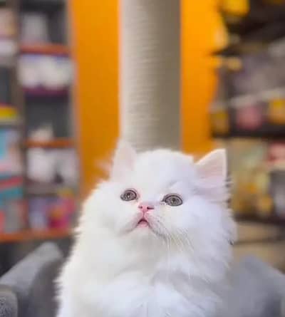 Persian cat for sale age 2 month 0323/056/58/33 WhatsApp no