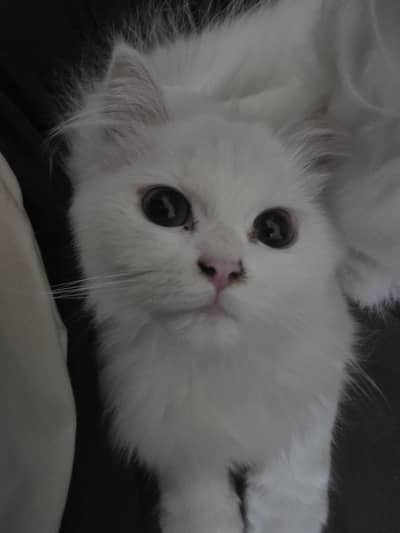 Two persian male cats for sale as a pair