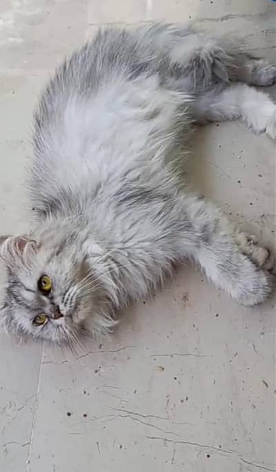 silver Gary female cat