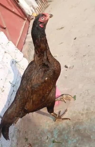 Aseel breeder female